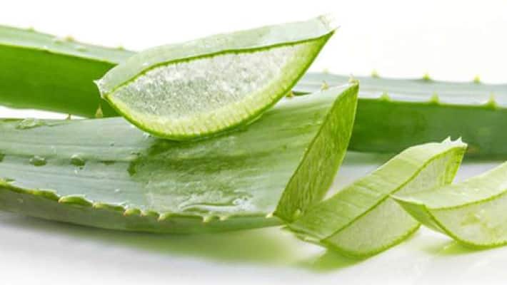 aloe vera gel is good for skin and hair aloe vera gel is good for skin and hair