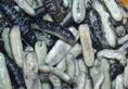 Three detained in Tamil Nadu for trying to smuggle sea cucumbers to Sri Lanka
