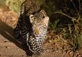 Leopard caught headlights Bandipur Tiger Reserve night travel ban video