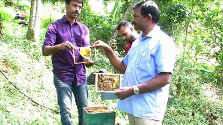 honey bee farming increasing honey bee farming increasing