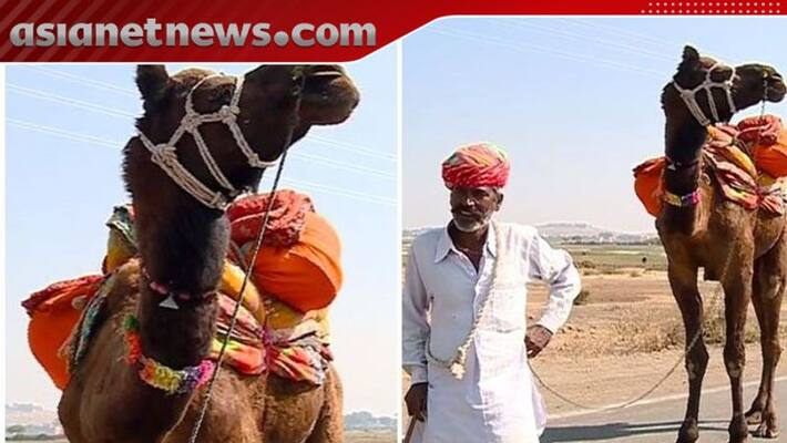 some sights from camels own state rajasthan some sights from camels own state rajasthan