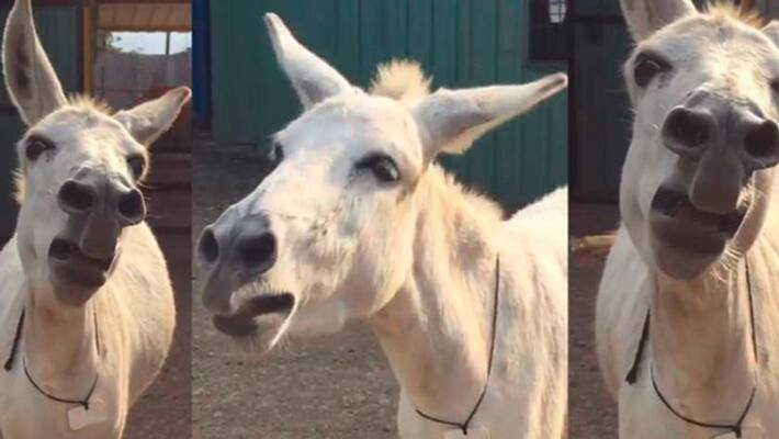 viral video of a singing donkey emily viral video of a singing donkey emily