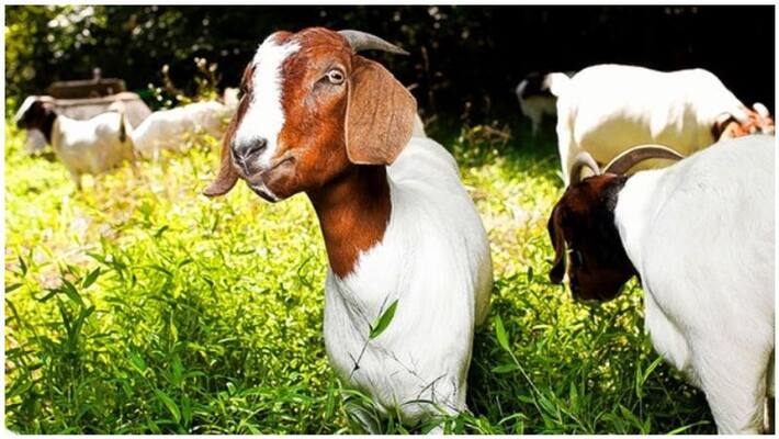 Baby goat Resembling human face in Tumkur creates curiosity Baby goat Resembling human face in Tumkur creates curiosity