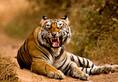 Tiger Mahavir died after falling into poachers' trap