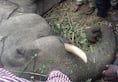 Speeding train hits elephant dead in Sakaleshpur