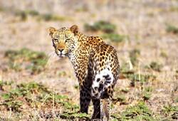Leopard mauls 3-year-old boy to death in Karnataka Video