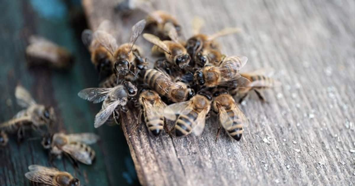 Bees attack 50 people in Karnataka during an event in village