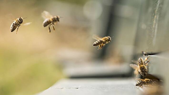 honey bee attack 15 injured honey bee attack 15 injured