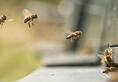 Bees attack 50 people Karnataka event village