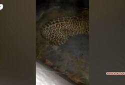 leopard in villages from jungle