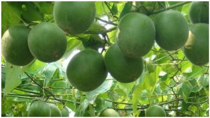 a new fruit found for diabetes melitus a new fruit found for diabetes melitus