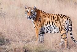 India losing war to save tigers as poachers hunt down 429 beasts in 10 years