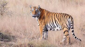 Tiger conservation More innovative ways needed, says minister Harsh Vardhan