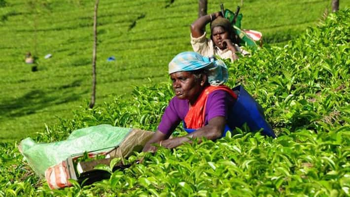plantation workers union strike for salary increase plantation workers union strike for salary increase