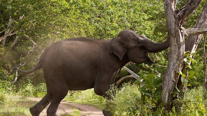 operation vinayaga plan success and the elephant vinayaga shifted to muthumalai operation vinayaga plan success and the elephant vinayaga shifted to muthumalai