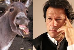 Pakistan-becomes-third-largest-country-in-donkey-population, heavy demands in China