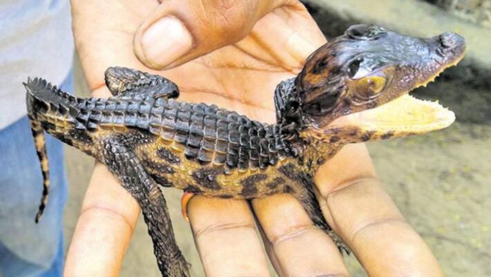 Vadanemmeli Crocodile Vadanemmeli Crocodile