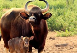 Tamil Nadu: Indian Gaur gives birth to female calf in Arignar Anna Zoological Park