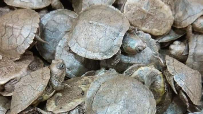 red ear tortoises seized red ear tortoises seized