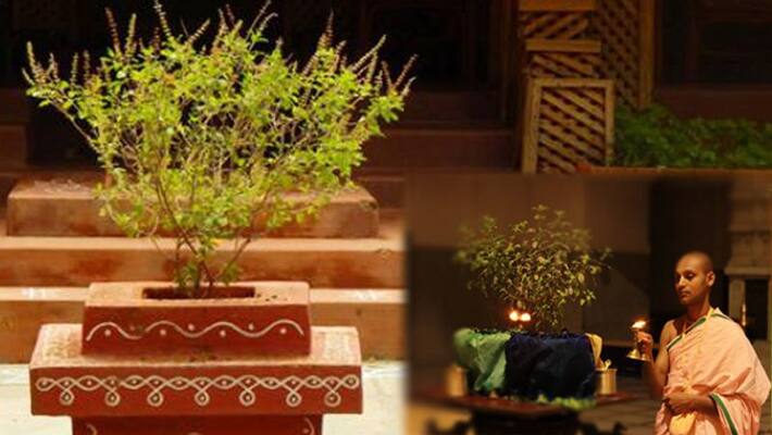 Tulasi Narayana Puja on Karthika dwadasi Tulasi Narayana Puja on Karthika dwadasi