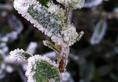 Cold waves affecting crops in CG