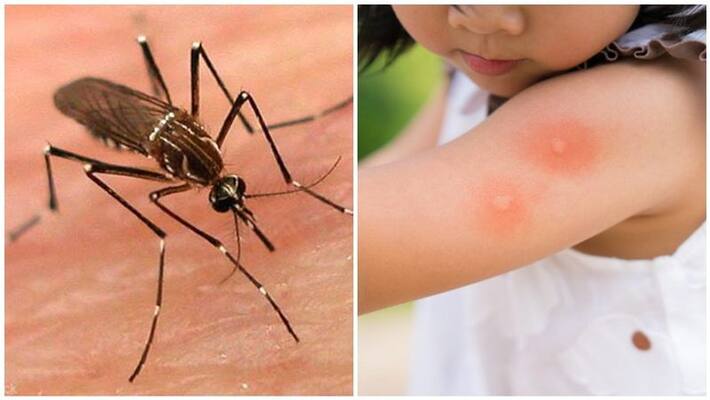be alert and stay away from dengue be alert and stay away from dengue