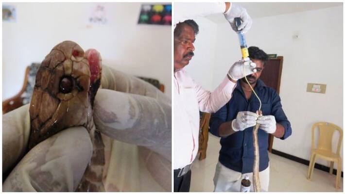 doctors give the treatment for snake doctors give the treatment for snake