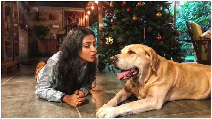 amala paul looking for chances amala paul looking for chances
