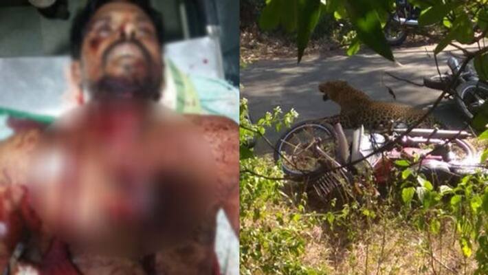 young man attacked by a leopard young man attacked by a leopard