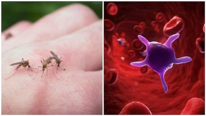 blood test for dengue blood test for dengue
