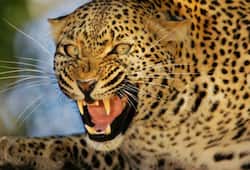 Leopard attacks Vellore villagers three injured Tamil Nadu video