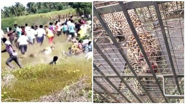 cheetah caught in vaniyambadi and people felt peace of it cheetah caught in vaniyambadi and people felt peace of it