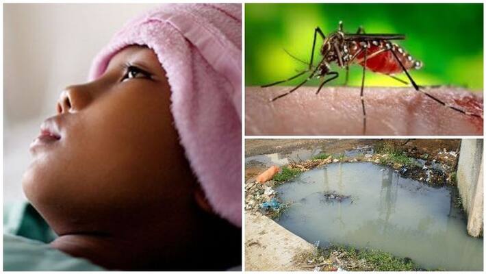 Mosquito menace Malaria risk might increase in cold regions if temperature rises Mosquito menace Malaria risk might increase in cold regions if temperature rises
