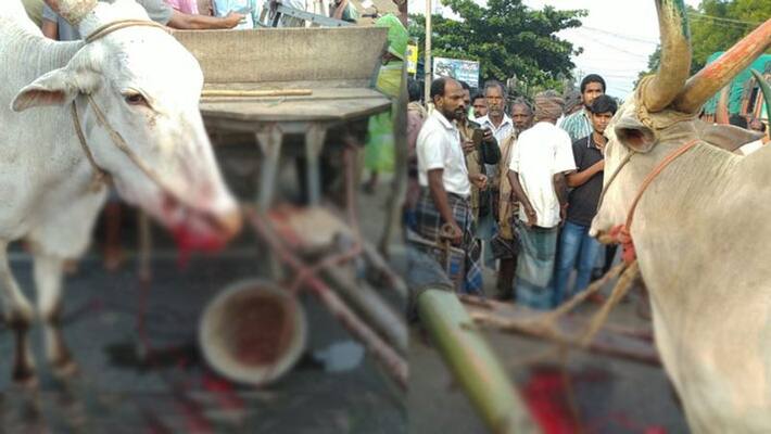 villupuram firing cow injury villupuram firing cow injury
