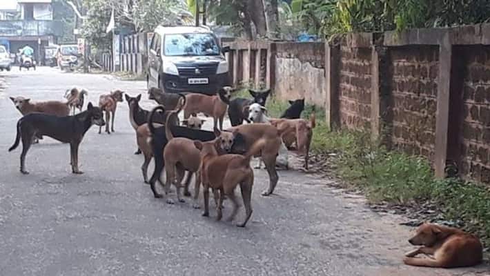 Drunken Man Killed Street Dog in Bengaluru Drunken Man Killed Street Dog in Bengaluru