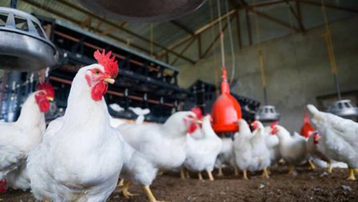A reward of Rs 1 crore will be given if someone proves coronavirus infected by eating chicken or eggs A reward of Rs 1 crore will be given if someone proves coronavirus infected by eating chicken or eggs