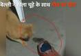 cat-mouse funny video