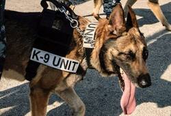 Sniffer dogs exhausted from prolong VVIP duty during election season, SPG lays down strict rules