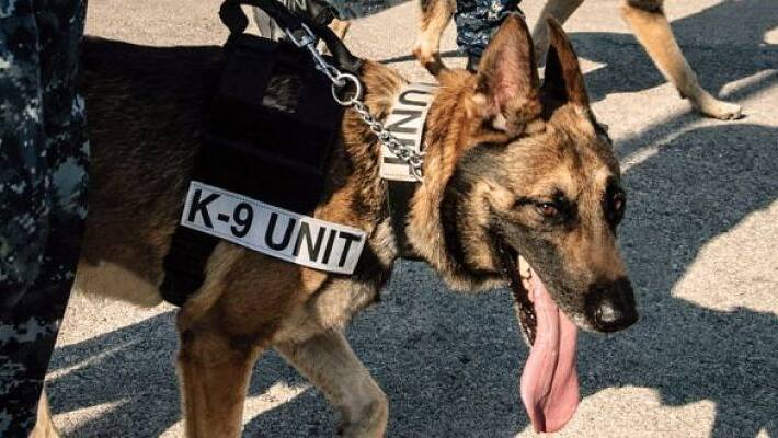Karnataka Police Sniffer Dog Runs 12 km To Track Down Murder Accused Karnataka Police Sniffer Dog Runs 12 km To Track Down Murder Accused