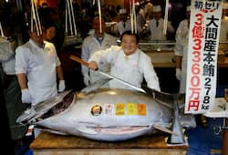 Tuna fish auctioned in 21.5 crore