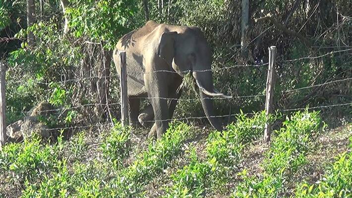 an elephant saved 4 yrs babe an elephant saved 4 yrs babe