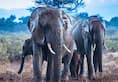 Shoolagiri Forest trampled by elephant Karnataka-Andhra Pradesh-Tamil Nadu border elephant attack