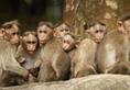 Monkey fever man dies Kerala Wayanad district