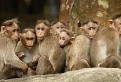 Monkey fever man dies Kerala Wayanad district
