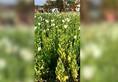 Opium plants destroyed in MP