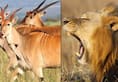 Bannerghatta Biological Park African lions common elands Bengaluru