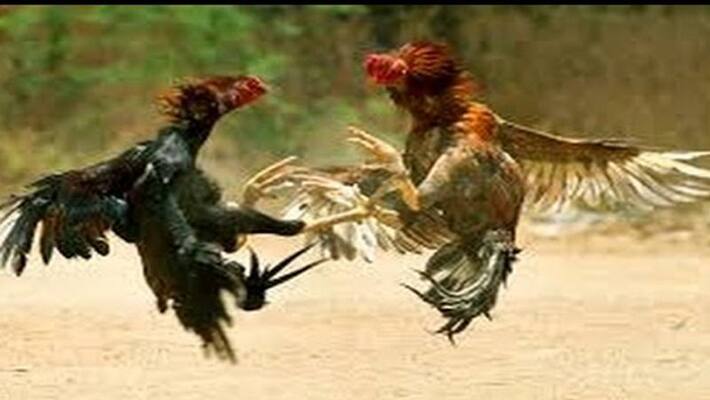 Hens Fight in Sankranti season at andhra pradesh Hens Fight in Sankranti season at andhra pradesh