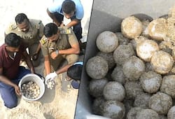 Tamil Nadu forest officials gather 105 turtle eggs in Dhanushkodi