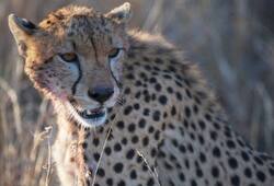 Mankiller Cheetah caught Karnataka sixth cat captured  one month