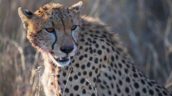 4 Cheetah Trapped in camera at tumakur 4 Cheetah Trapped in camera at tumakur